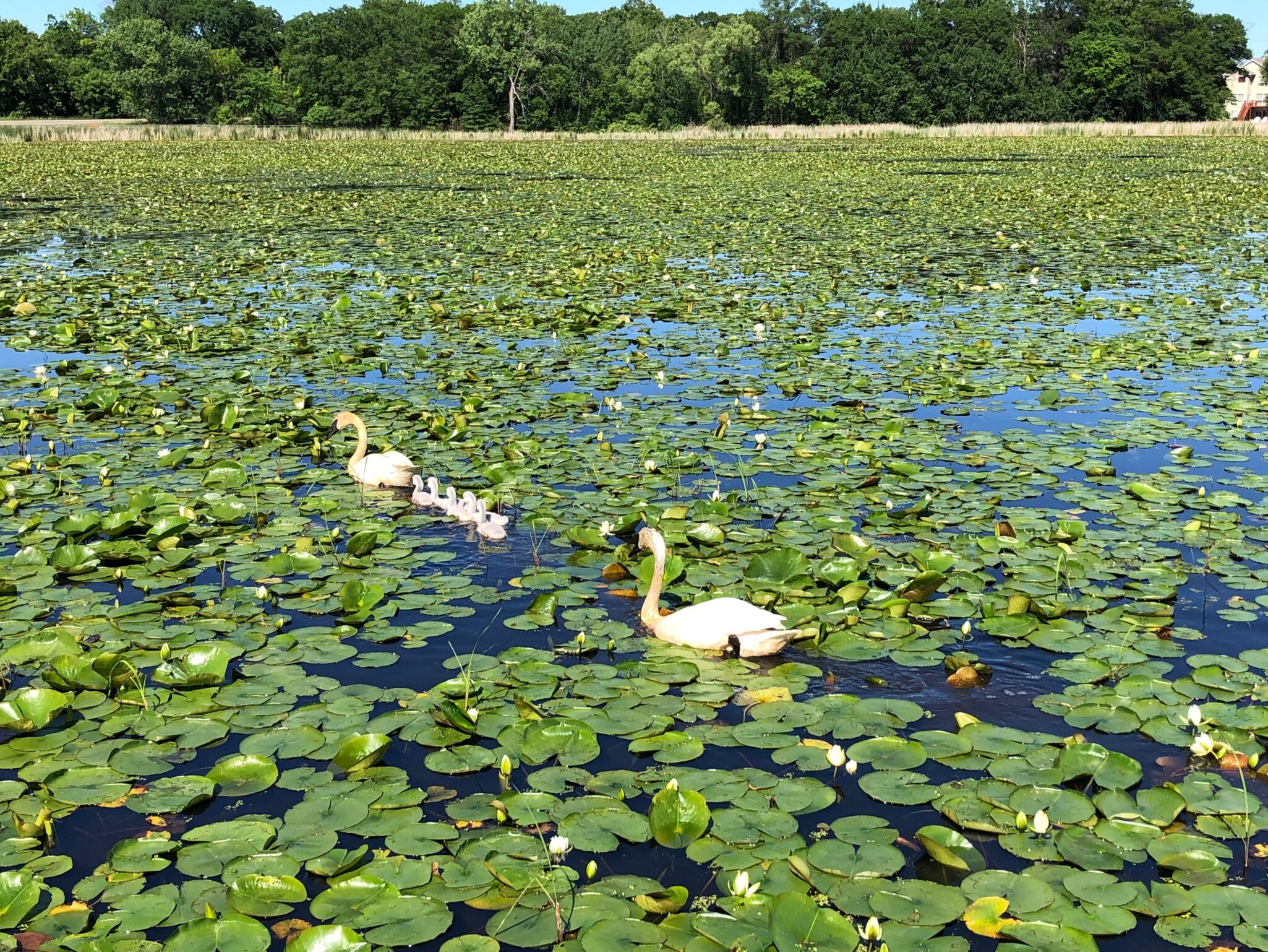 Trumpeter Swan Family on Lake Camelot